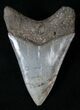 Megalodon Tooth - South Carolina #15721-1